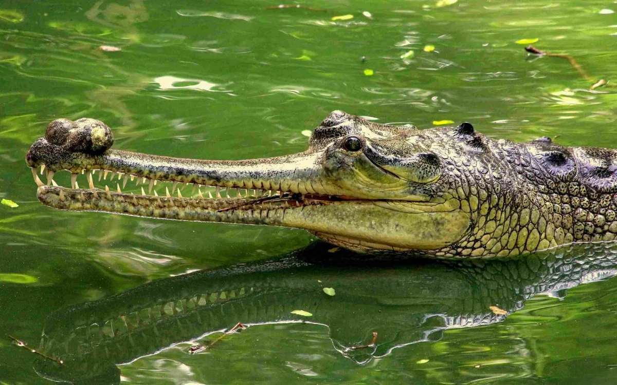 Crocodiles at the Madras Crocodile Bank sanctuary