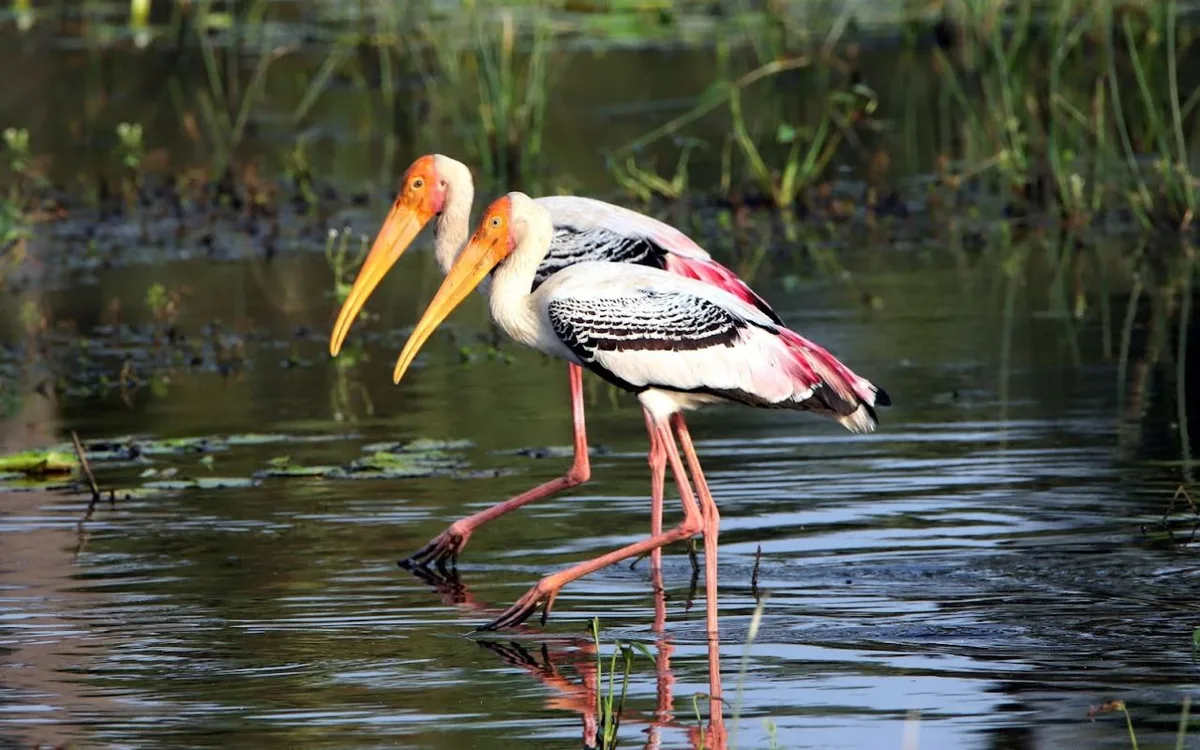 Migratory birds at Kazhuveli wetland bird sanctuary